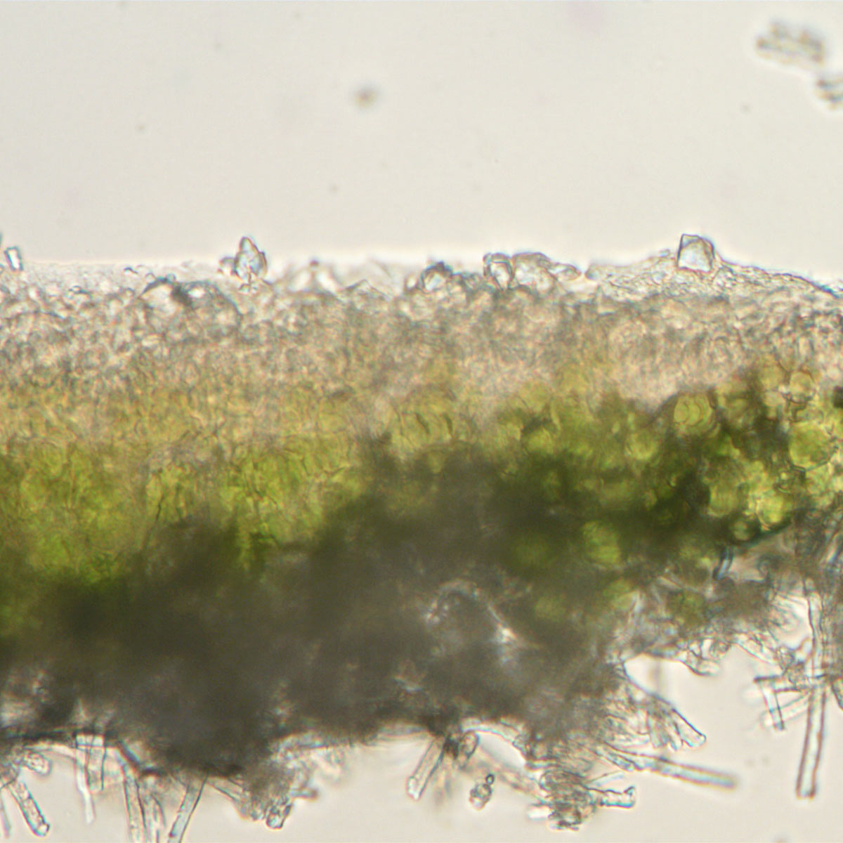 A (reliable) character of P. borreri is the light pruinosity widespread on the upper surface, never seen in P. subrudecta. This character is not mentioned in the British literature.P. borreri: