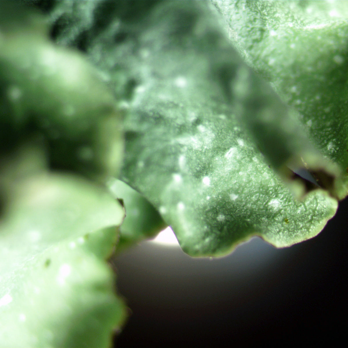 A (reliable) character of P. borreri is the light pruinosity widespread on the upper surface, never seen in P. subrudecta. This character is not mentioned in the British literature.P. borreri: