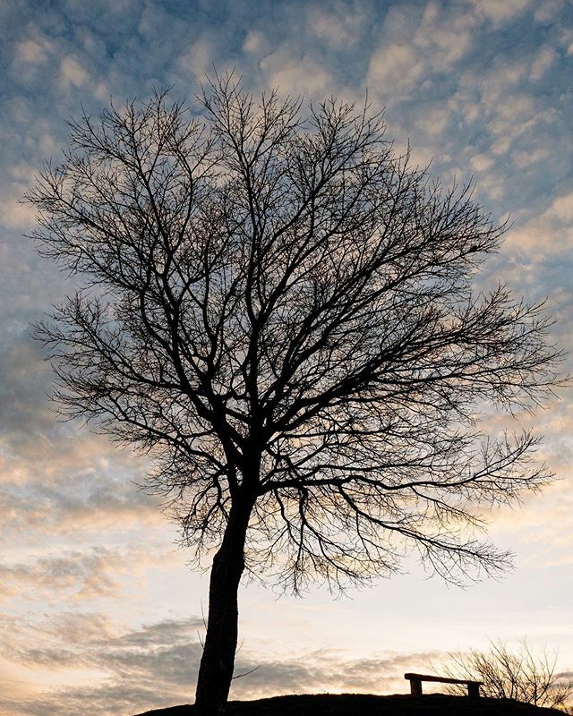 calfredop's tweet photo. #trees #tree #winter #clouds #sunset #italy #igersitalia #bigjim #jimnysayshi #nature #naturephotography #anciolina #pratomagno #pratomagno1592 #italia #italy #mountain #landscape https://t.co/DZygmzggbO
