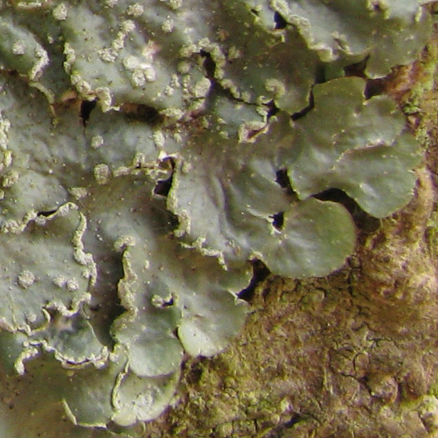 P. borreri has rather larger lobes, so that they tend to become wavy under their own weight. P. subrudecta lobes are more rounded and hold their shape (a descriptive, not necessarily absolute distinction).