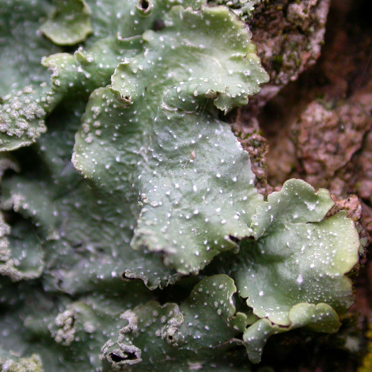 P. borreri has rather larger lobes, so that they tend to become wavy under their own weight. P. subrudecta lobes are more rounded and hold their shape (a descriptive, not necessarily absolute distinction).