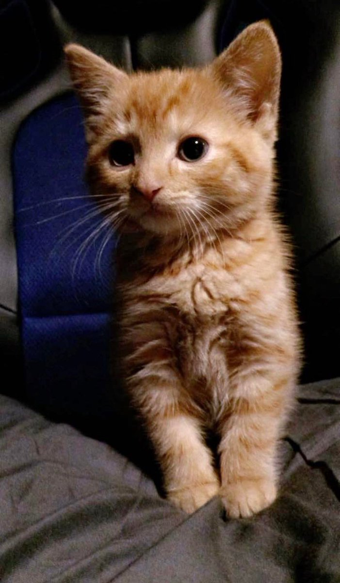 MeowMoeDotCom's tweet photo. He’s a #Pride #Rock #Pusk
#Cats #Cat #Kittens #Kitten #Kitty #Pets #Pet #Meow #Moe #CuteCats #CuteCat #CuteKittens #CuteKitten #MeowMoe
#Hes
https://t.co/TQHOBucqWT
. https://t.co/pO2Q2j70QL