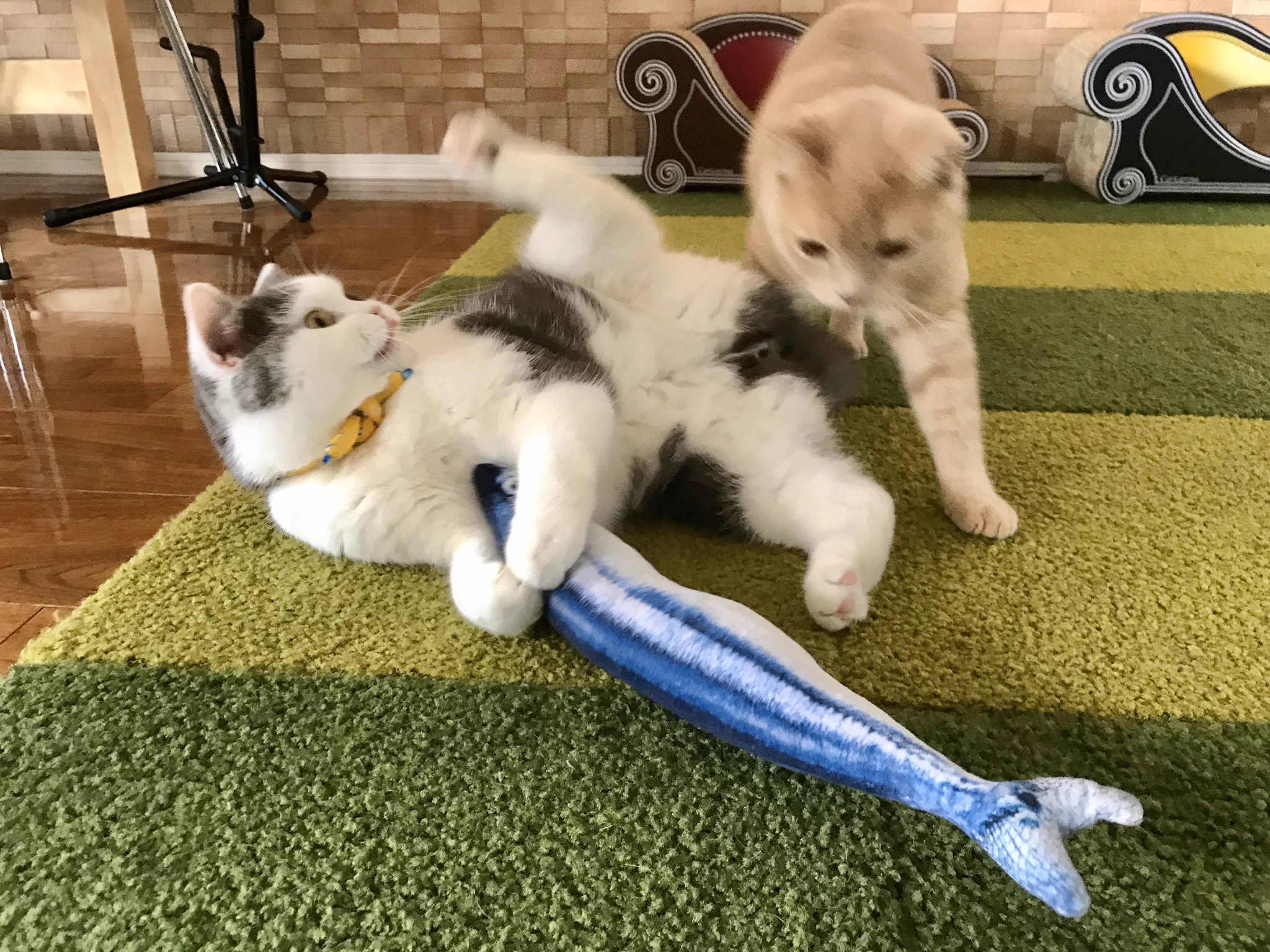 @K5dbZRmjNe77i5r うちのはサンマに夢中です。 