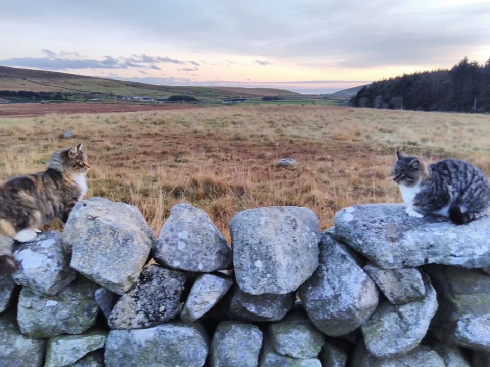 Beautiful Mourne Mountains, Co Down, N  #Ireland. Mournes are made up of 12 mountains with 15 peaks & include the famous Mourne wall (keeps sheep & cattle out of reservoir)! Area of Outstanding Natural Beauty. Partly  @NationalTrustNI. Daniel Mcevoy (with lovely cats!)  #caturday