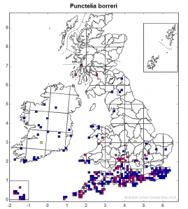 I can now reliably identify P. borreri but there were some pitfalls along the way, not helped by slightly misleading information in the literature. It will be interesting to chart its spread.