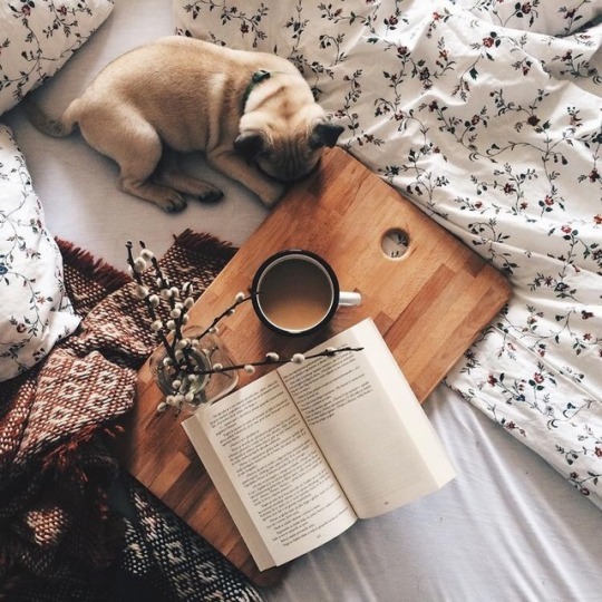 readandpen1's tweet photo. If only my puppy could be this calm when I wanted to read.

📸: Tumblr (mylittlecozycabin) https://t.co/mow2iVEHP2