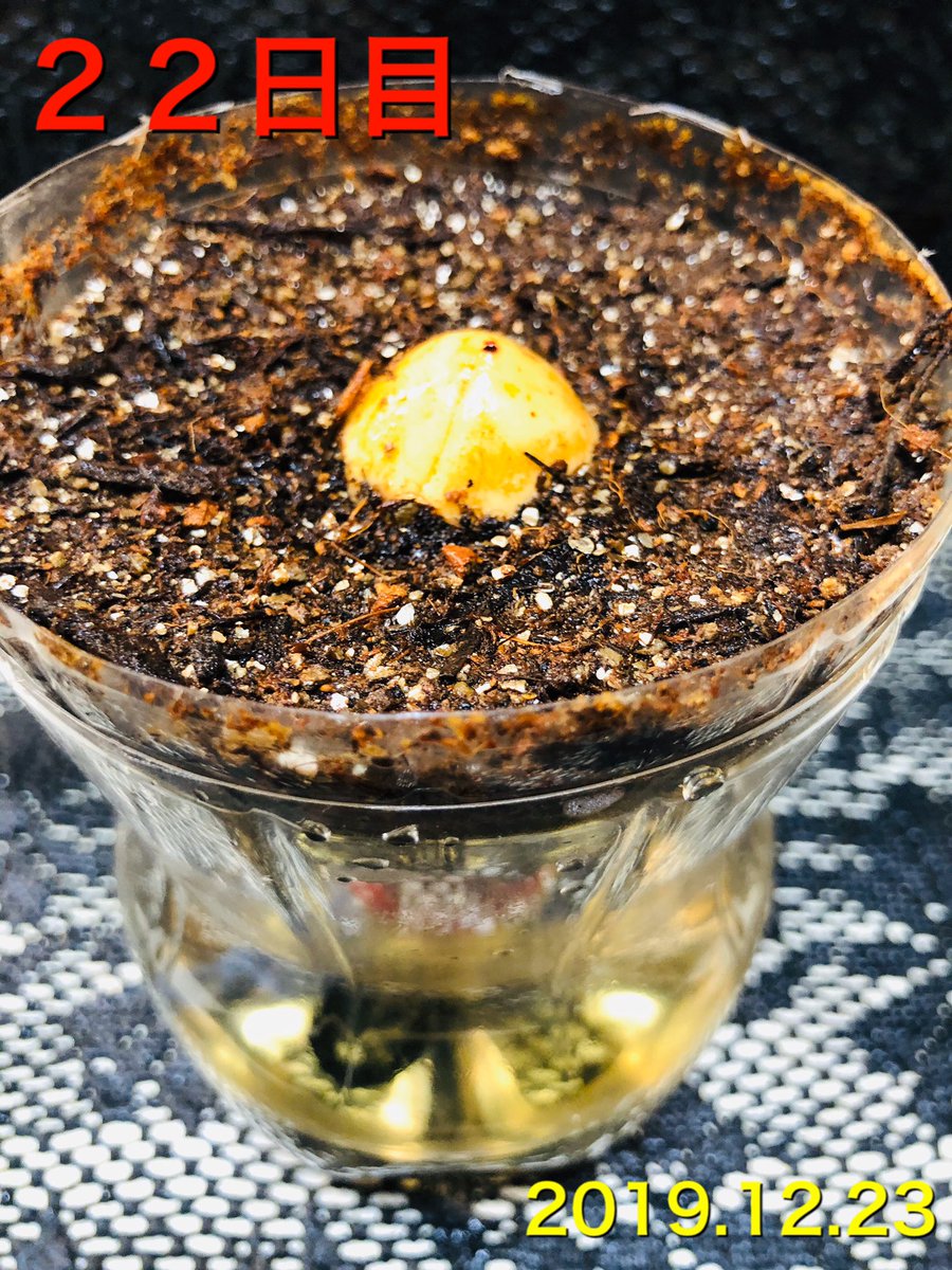 boss_asuka's tweet photo. アスカのファームラボ 3 2019.12.23
里芋４０日目。
先日飲み友の息子Ａが来て段ボールが少し潰れた。
土植え里芋２日目。
箱が潰れた時に１つ芽がもげたけどそれを植えました。
パイナップル２４日目。
葉っぱが枯れてきた😓
アボカド２２日目。
下の方はどうなっているのかな？ https://t.co/LyAH3Twsi7