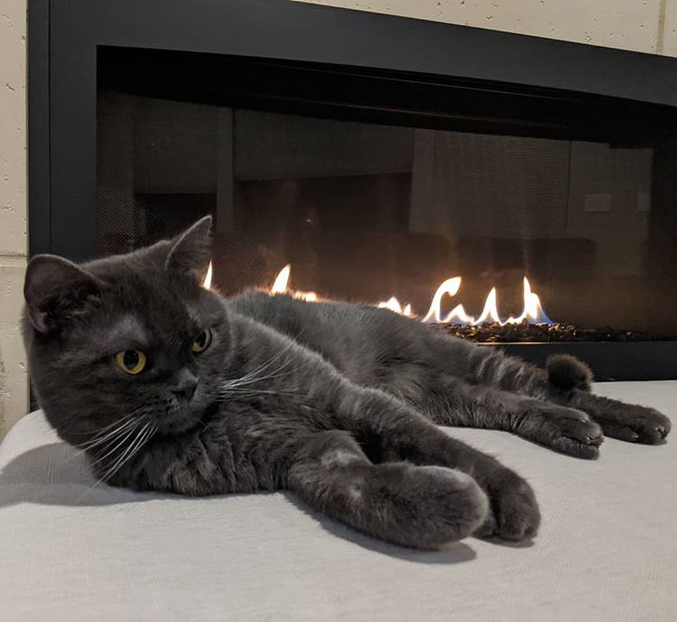 Sexy_M0nkey's tweet photo. /ᐠ。ꞈ。ᐟ\ 🔥 #Caturday #BabyIsColdOutside #WarmingUp #DrawMeLikeOneOfYourFrenchGirls #LastCaturdayOfTheYear #LastCaturdayOfTheDecade https://t.co/8M2MAGr2Si