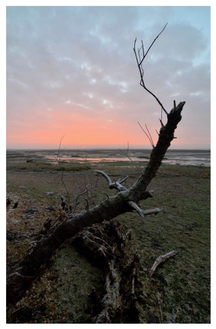 Foreground gives perspective to a landscape image and I was grateful to this piece of driftwood on the @EmsworthLife foreshore. The weak winter sun rises over the distant Thorney Island. Unusual harbour frost on the driftwood is just perceptible. (clk to see whole image)