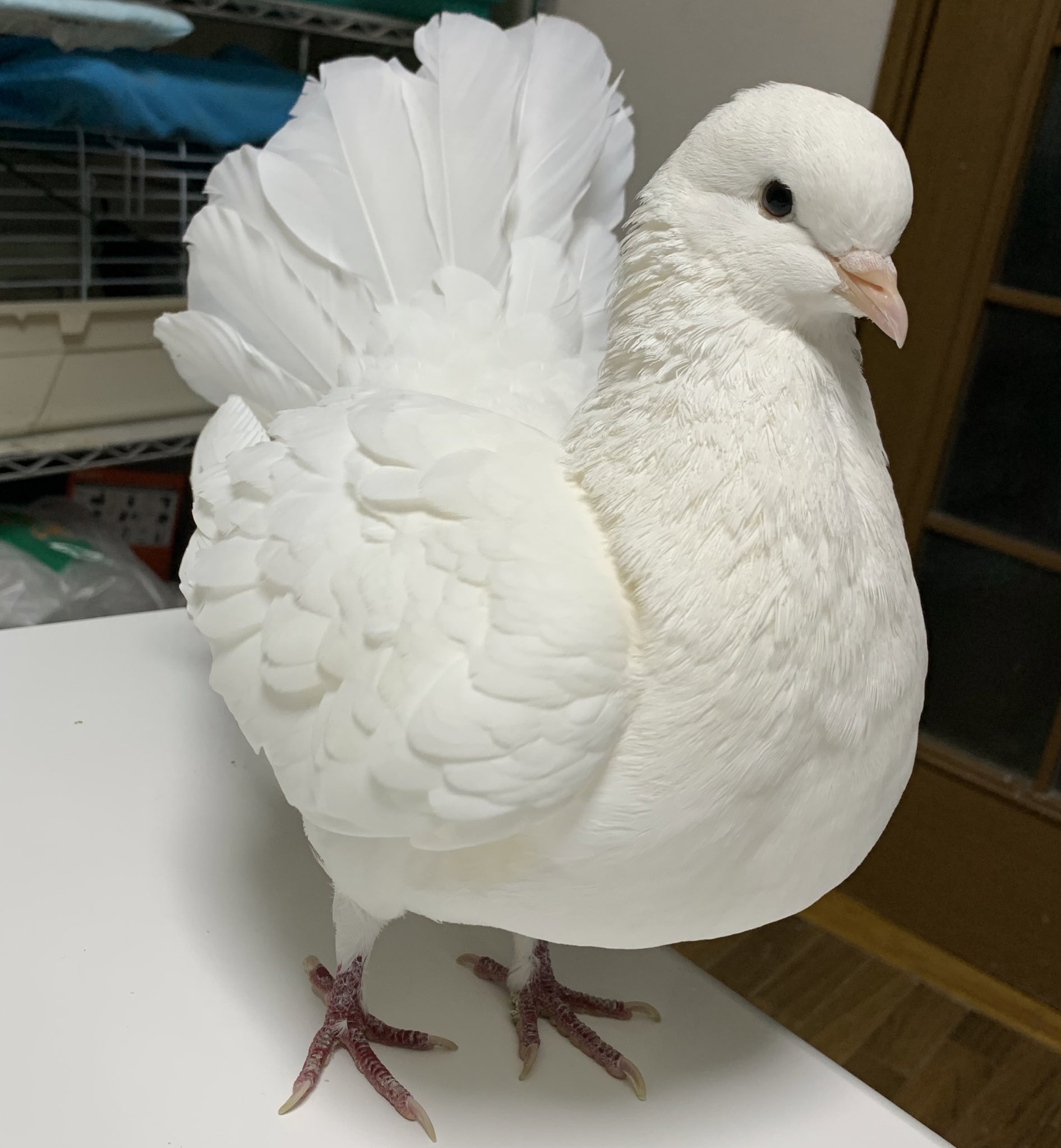 Mdp まいさん 可愛いね 鳩のキング モデナ っぽい 来年はもっと色んな鳩さん描きたいな 鳩 クジャクバト らむちゃん T Co Ya0dgq2ium Twitter