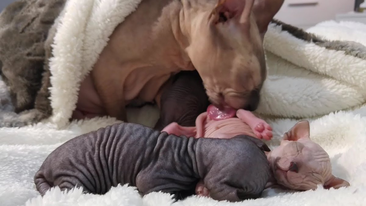MeowMoeDotCom's tweet photo. #Sphynx #Cat mommy takes care ...
#Cats #Cat #Kittens #Kitten #Kitty #Pets #Pet #Meow #Moe #CuteCats #CuteCat #CuteKittens #CuteKitten #MeowMoe
#AdorableAnimals #AmazingKittens #BeautifulCat #Best #BestVideo #Cats #CuteAnimals
https://t.co/sH77D2nsWQ
. https://t.co/8dLkjApEgB