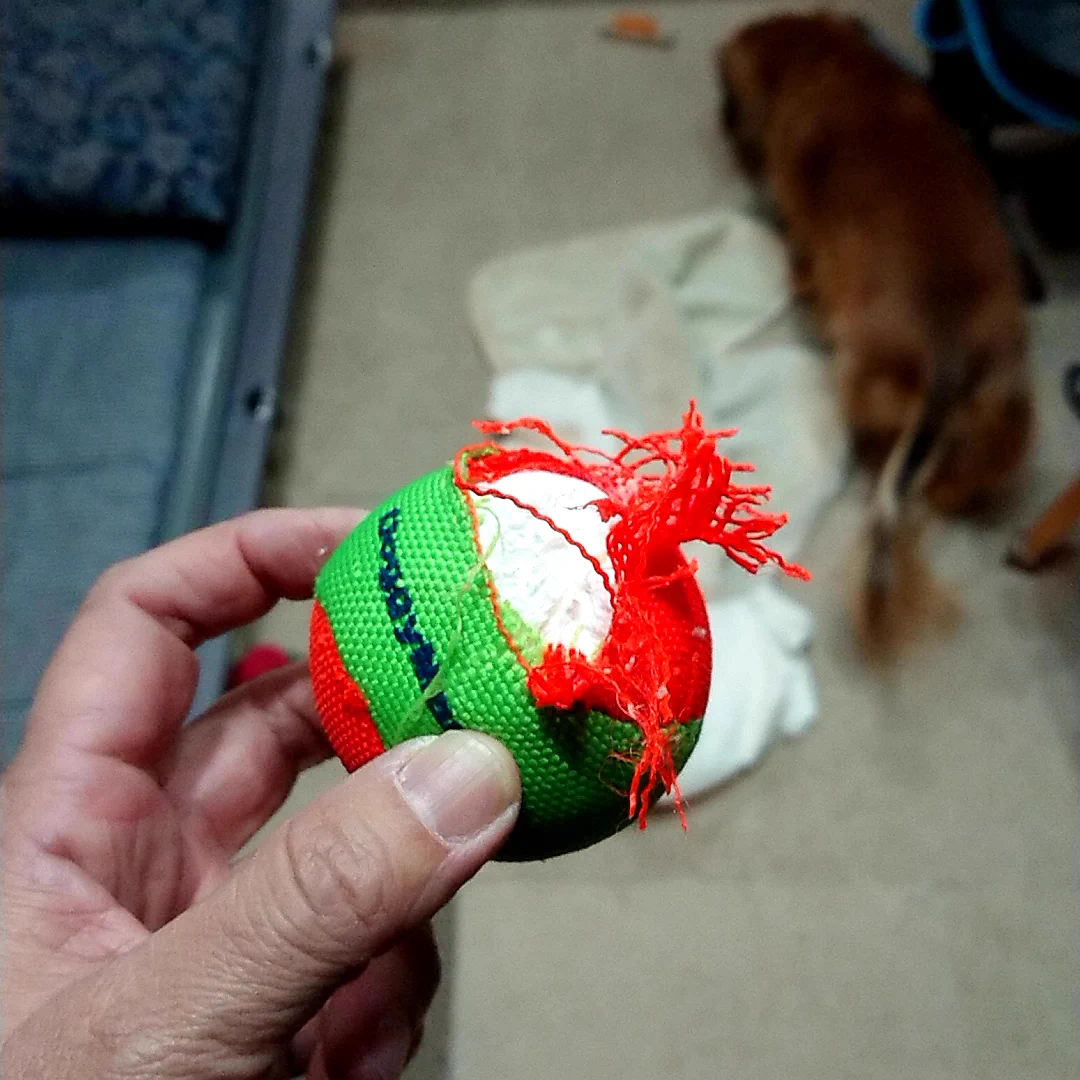 @K5dbZRmjNe77i5r うちは犬がボールを瞬殺です 