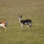 Photo by Plett Game Reserve (@PlettGameRes)