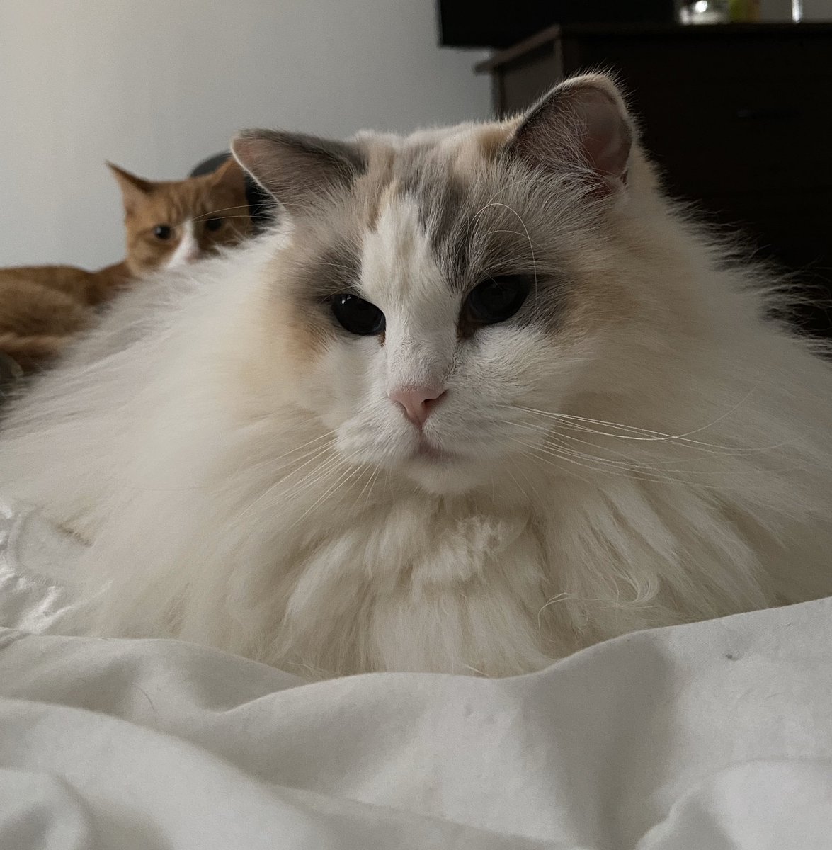 24eby's tweet photo. @AmyFreeze7 chilling on Saturday morning #supercatsaturday https://t.co/sELqwkbHlF