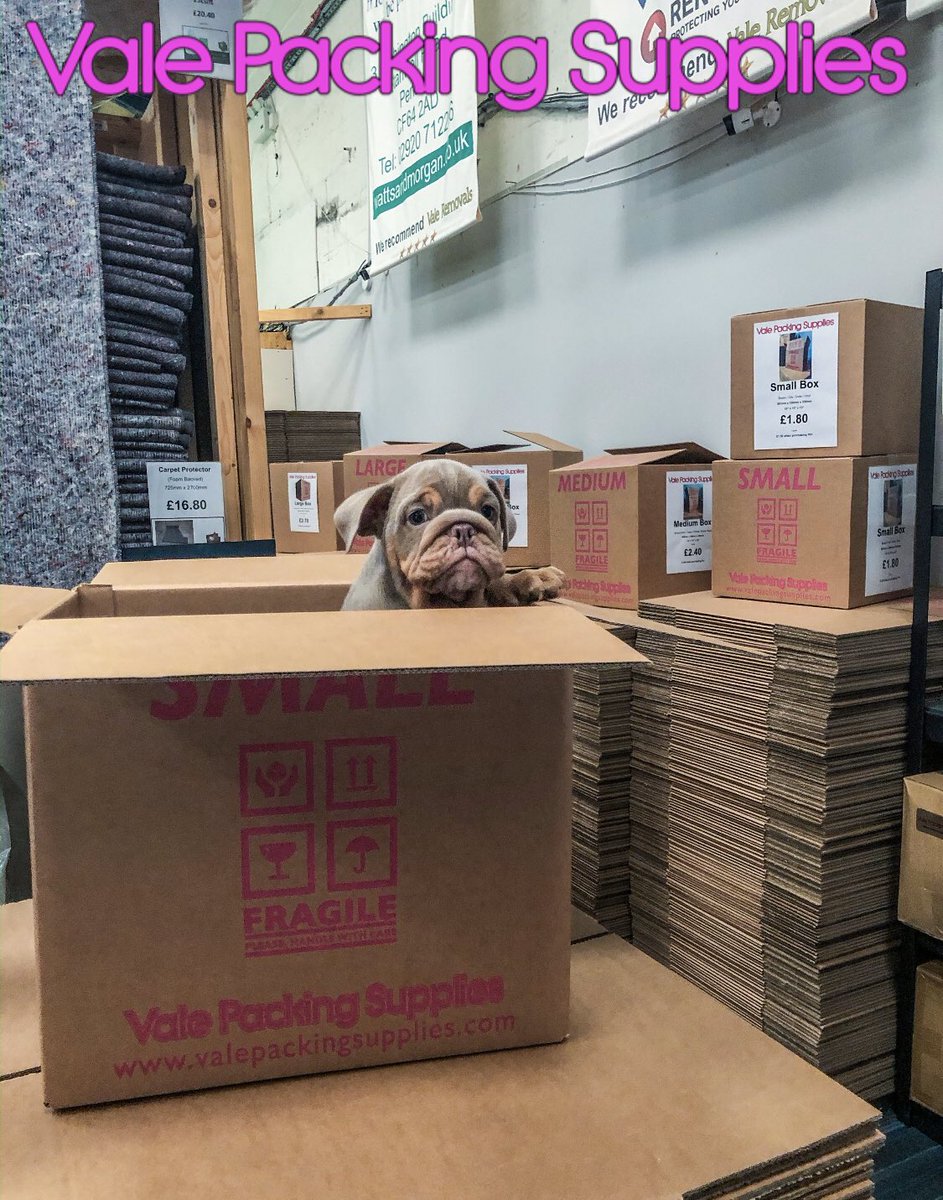ValePackaging's tweet photo. Our new mascot is in the building .. πΆπ¦π΄σ §σ ’σ ·σ ¬σ ³σ Ώ #boxes #cardboardboxes #movingboxes #removalboxes #movingcartons #boxshop #bubblewrap #packingtape #palletwrap #packaging #packagingstore #cardiff #storagebox #storageboxes #barry #penarth #newport #bridgend #englishbulldog https://t.co/QYVVSzmLe8