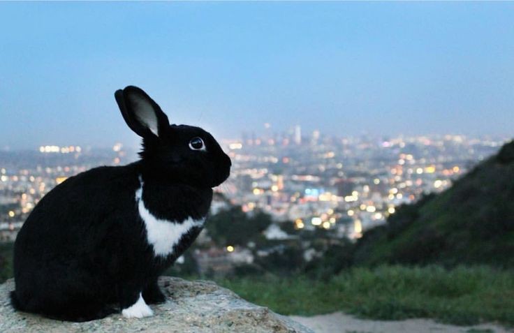 SinBunny_OC's tweet image. จะสิ้นปีแล้ว ขอให้สิ่งร้ายๆ ที่เจอมา ทั้งคนไม่ดี เกรดไม่ดี โรคไม่ดี งานไม่ดี อะไรก็ได้ที่ไม่ดี สำหรับตัวเอง และ คนที่เห็น ทวิตนี้ หายไป ปีหน้าขอให้มีแต่สิ่งดีๆเข้ามา ถึงจะมีสิ่งไม่ดีมาบ้าง แต่ขอให้เข้ามาแบบน้อยๆ ไม่เอา พิเศษใส่ไข่ หรือ เพิ่ม อะไรทั้งนั้น งบน้อยพอ สาธุบุญ