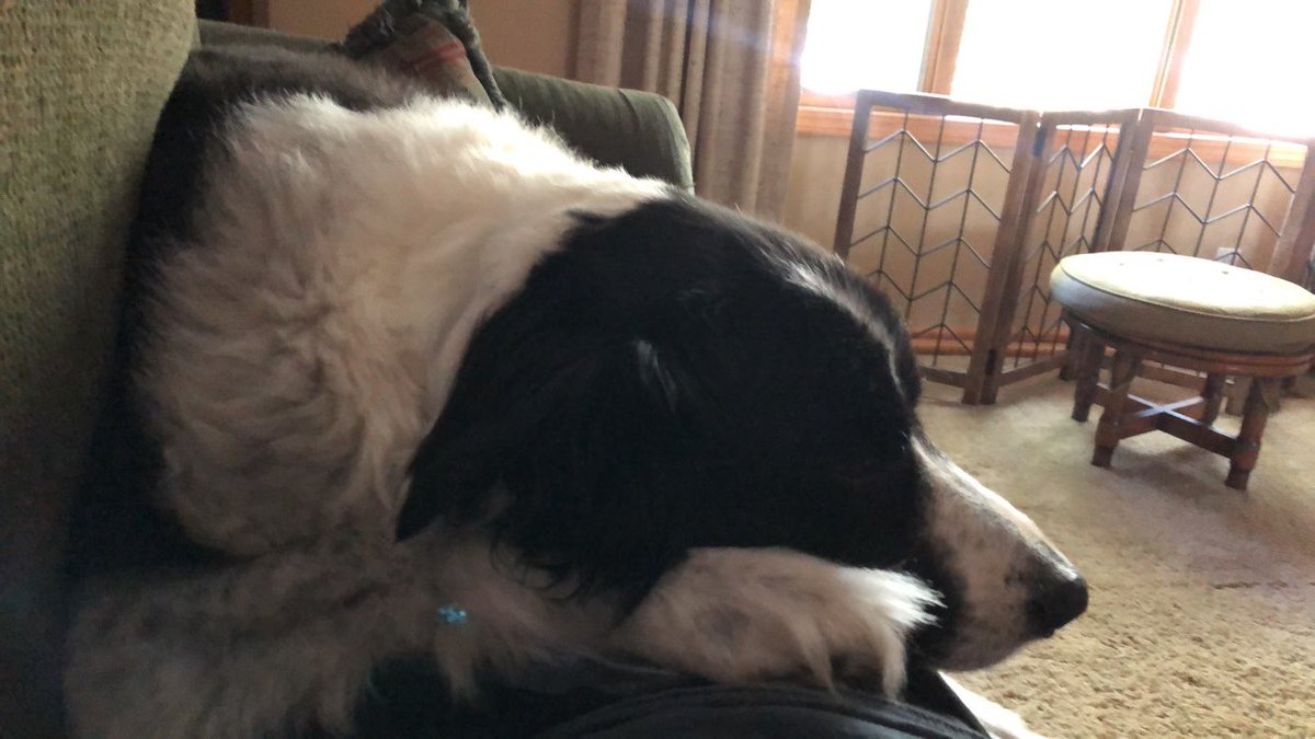 michaelbecker05's tweet photo. @BarstoolKState This is buddy he's a lap dog want-a-be and a bed hog https://t.co/RMrxMN33b3