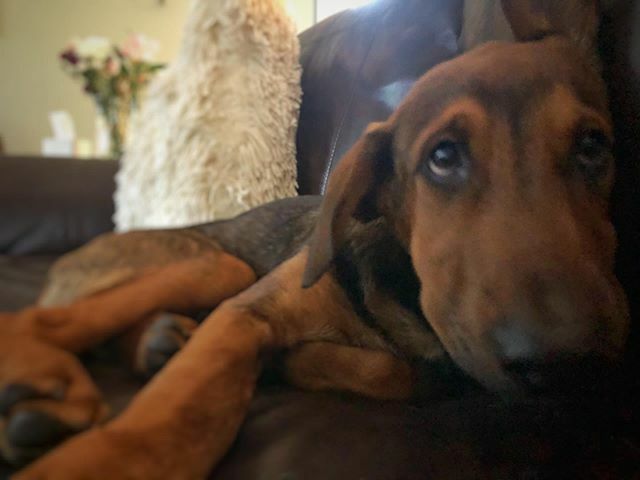 kdowney357's tweet photo. Can I get a bite of what you’re eating?

#sven #puppyeyes #happydog #rescuedog #dogsofinstagram 
#quitefetchingllc https://t.co/lLGcZtJCWz