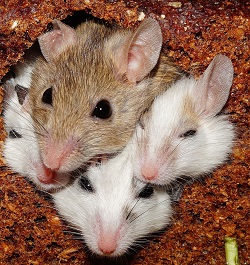 Fun Fact?  Female mice typically lay 5-10 litters of about 5-6 young each year! suburbanexterminating.com/blog/post/keep…