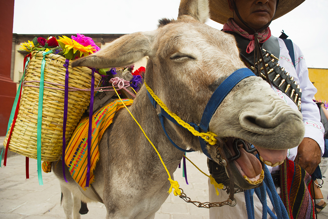 HRealMinasdeSMA's tweet photo. Feliz Día de los Inocentes! Que no te engañen hoy, si no este burro se reirá de ti.
.
.
.
#diadelosinocentes #hotelrealdeminas #sanmigueldeallende #mexico #burro #bromas #vivamexico #experienciahrm #descubrehrm #guanajuato #mexicomaravilloso #laughing #ig_mexico #rie #diciembre28 https://t.co/g8sKXVBME9