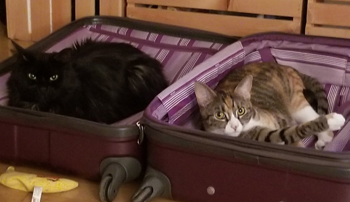 AliciaBeth70's tweet photo. #Bonita and #Dottie @AmyFreeze7 #bigcatsaturday https://t.co/h7RW8OM55F