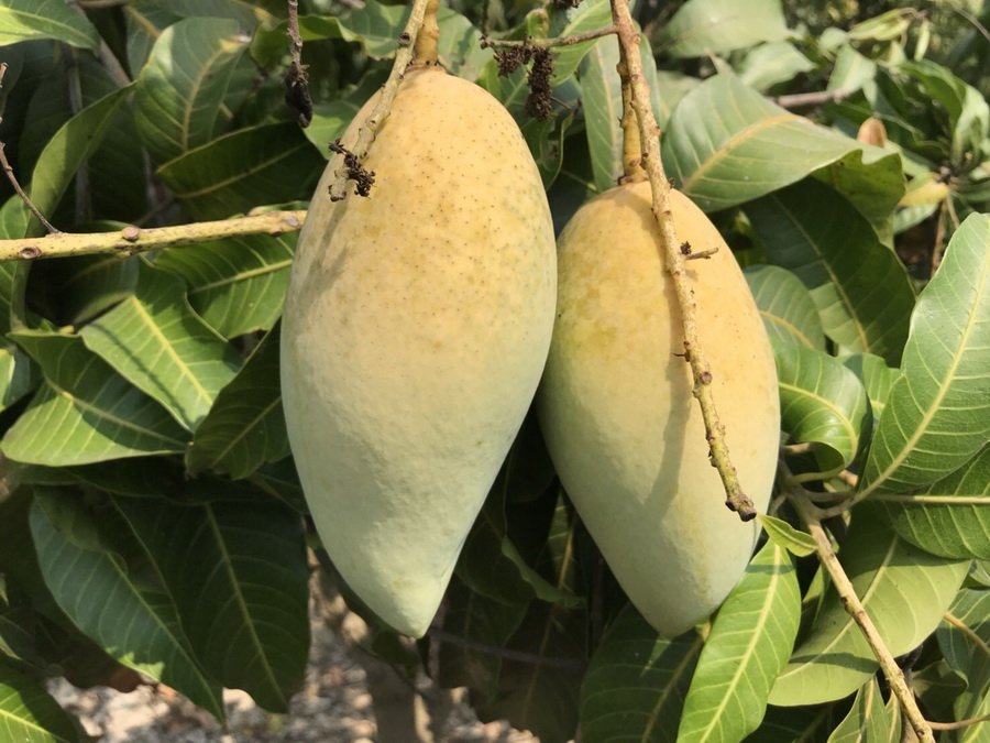 #BTUAU เมาแล้วอย่าขับ