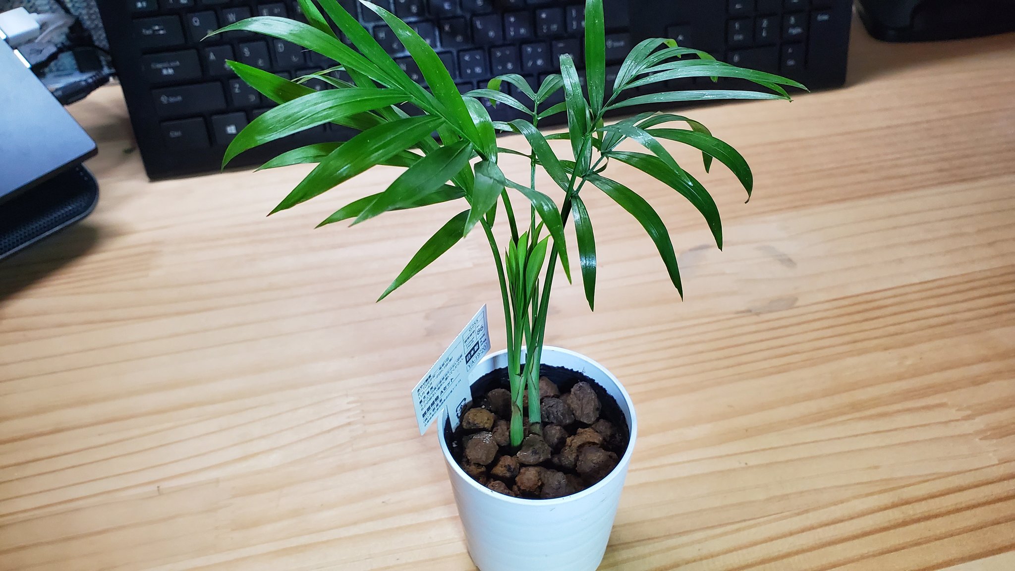 つりきっぷの芝生日記 12 28本日の観葉植物 テーブルヤシの新しい葉が 開きそうです 楽しみだなぁ フサフサになってくれ 観葉植物 多肉植物 盆栽 鉢植え ビニールハウス 温室 テーブルヤシ T Co 0byul2tesf Twitter
