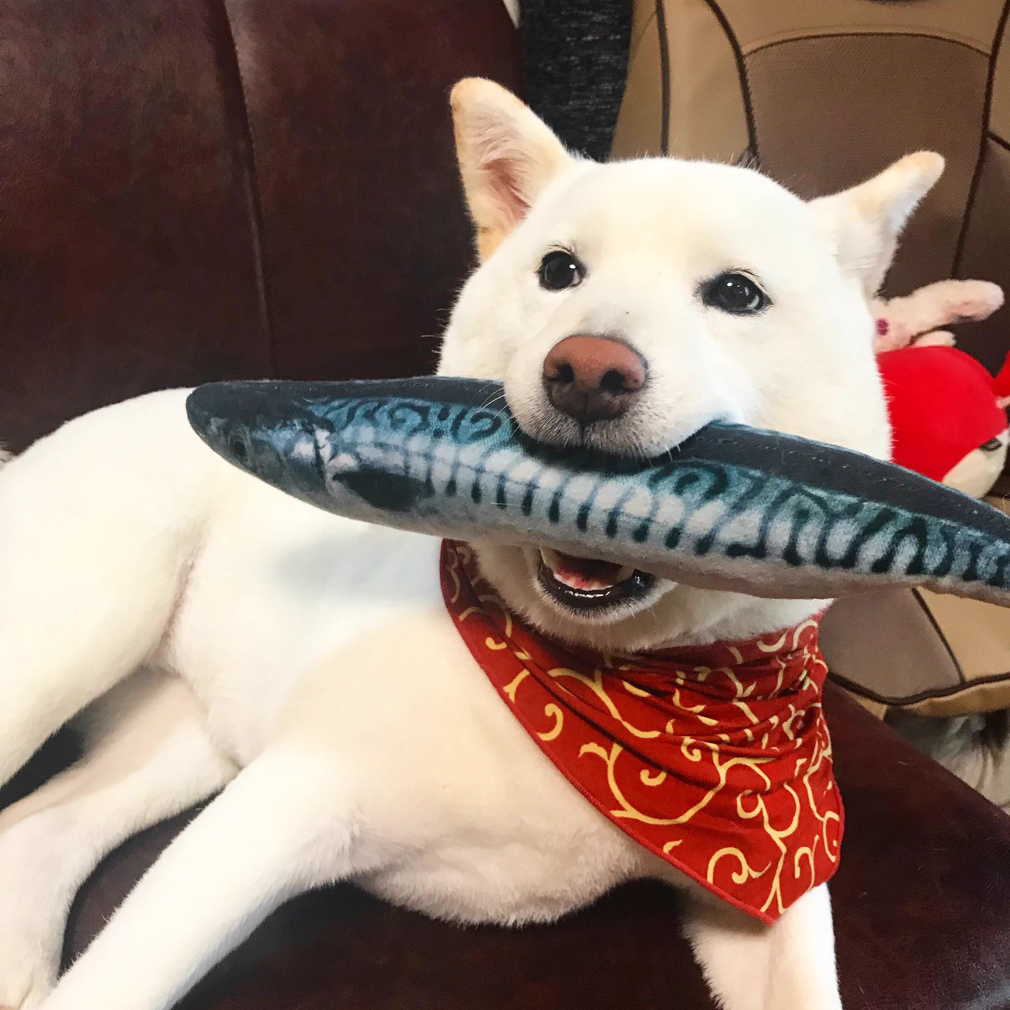 @K5dbZRmjNe77i5r うちはさんまの細さのサバです。 