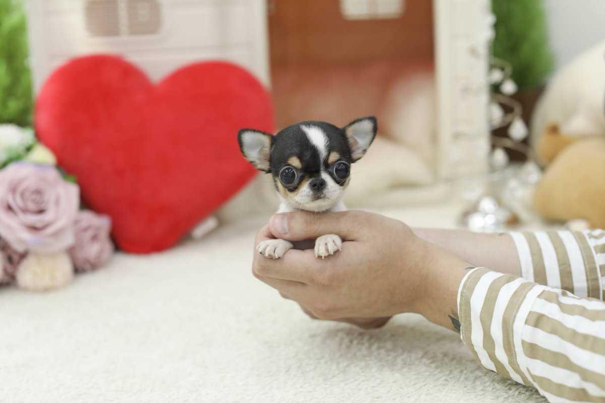 Dog Breeder Mocha モカ チワワ 5months トライカラー お問い合わせ No 0004 スムースチワワ チワワ 極小チワワ Chihuahua ブリーダー
