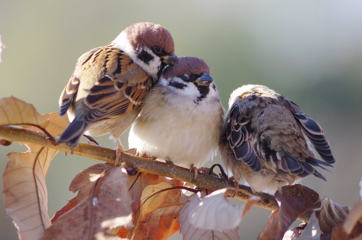 「やめて〜、つつかないで。」
#雀 #スズメ #すずめ #sparrow #鳥 #小鳥 #野鳥 #bird https://t.co/at1ApCmMvF