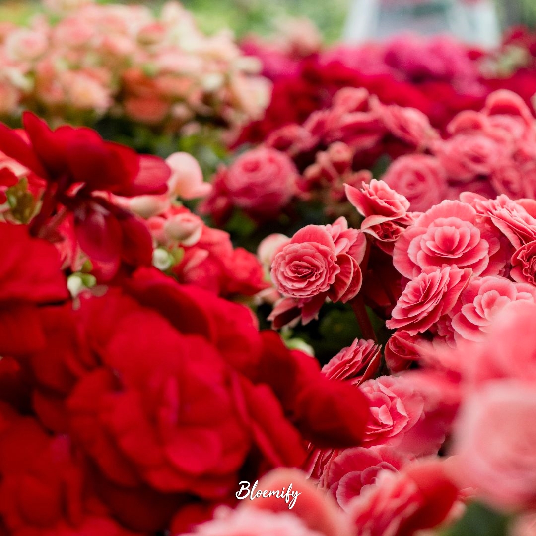 Bloemify's tweet photo. #bloemify
#bloemenveiling #bloemen #liede #bestofholland https://t.co/h1fWhaxd7K