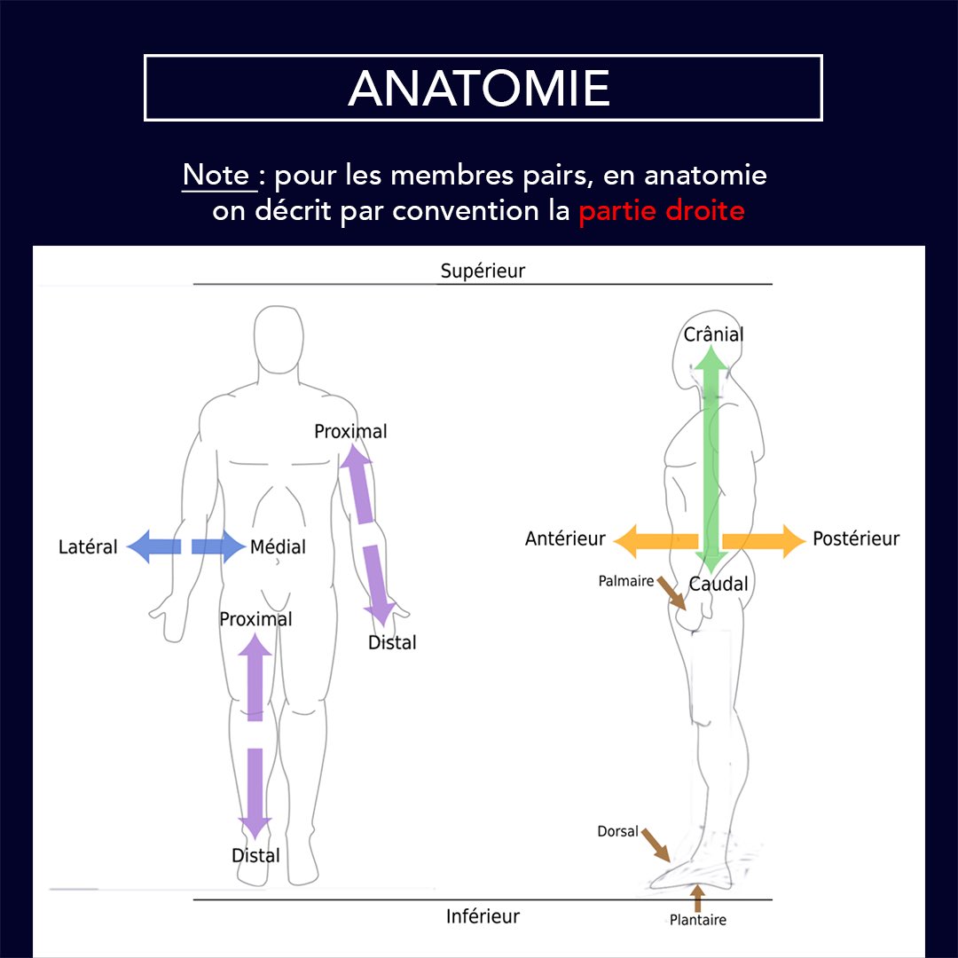 medecinefrance's tweet photo. [#paces] Les repères anatomiques du corps humain #anatomie #anatomy #saistuque #doyouknow #paceslife #medecine #fiche #concours #medecin #studygram #etudiant #medical #medicalstudent #student #astudent #etreetudiant #studygram #studygramfrench https://t.co/b36eh49yKY