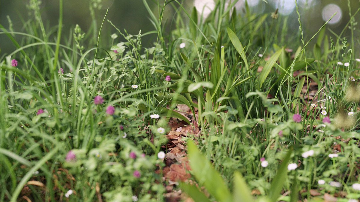 Working on a new scene for our upcoming #Graswald website but can't decide which bokeh background to use... Any thoughts?