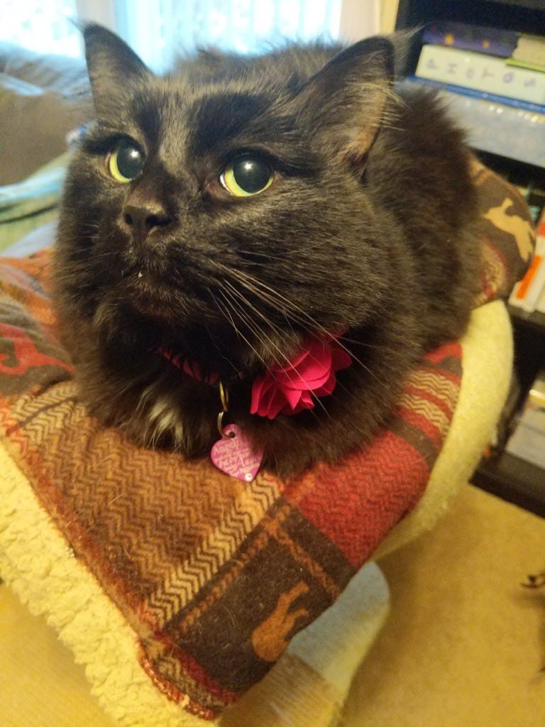 Mire_Llama's tweet photo. @BitchestheCat This is Ruby https://t.co/iODeCnBAui