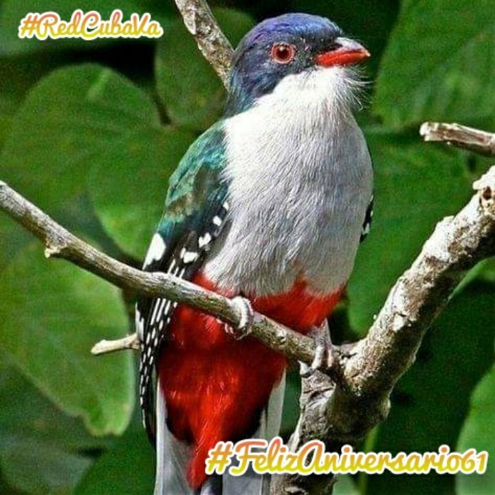 RedCubaVa's tweet photo. 📢 #Atentos ⚠️ #RedCubaVa te invita a compartir con todos los que aman #Cuba 🇨🇺 😉

😋👉 ¿Que le desearías a #LaTierraDeMisAmores en este #FelizAniversario61?

Participa 📝 deja tu comentario 👍 #Difunde 🔄 #SeguimosVenciendo https://t.co/aSCW8YDsu6