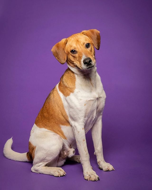 MichaelBagley's tweet photo. This is Stewie. He’s a young, playful, fun Beagle mix currently in foster with @ancanimalrescue . Stewie has a great spirit and is VERY food motivated and excited to learn new skills. He was happy to show me e could sit and go down, and if a treat was de… https://t.co/6BvDzB6FrG https://t.co/hsV2yrZ2XO