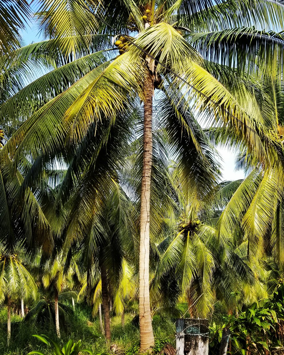 WHERE IT BEGINS.
Our canvas... 🌿🧡🤗 #DesignedByNature You're going to love these when we're done 🤗
COMING IN 2020🌴
#CoconutBowls #MadeInJamaica #GiftSustainably #EatSustainablyJa #Jamaica #ecofriendly #TravelEssential