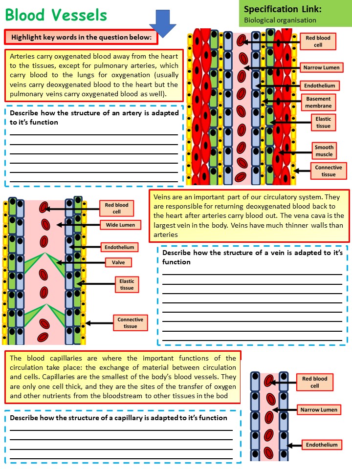 To help get your students ready for the upcoming GCSE Biology exam, here's a quick practice question:

#ukedchat #edchat #asechat #aussieED #ittchat #nqtchat #aqabiology #ocrbiology #edexcelbiology