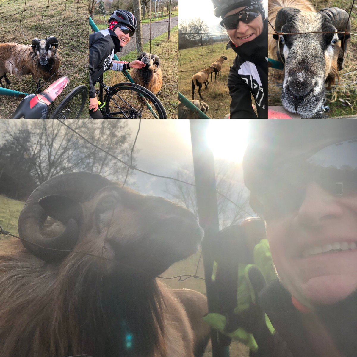 MariOn24793758's tweet photo. Endlich 😊 ein wenig Sonne ☀️ heute! Gleich für eine schöne Tour mit netten Begegnungen 😘🐐 genutzt 🚴🏻♀️
#outsideisfree #velolife #pedalshots #cyclinggirl #skinfit #skinfitcrew #garmin #outdoor #cycling #rennrad #rennradliebe #skinfitracing #crewlove #rieseldesign https://t.co/526U7NQf9B
