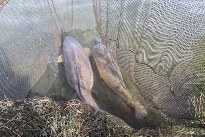 BaitTech's tweet photo. Has anyone managed to get out on the bank and hit the jackpot this Christmas?
#TeamBaitTech #BaitTechCarp https://t.co/spoh4A0NQY