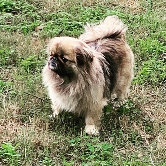 dawningdolphins's tweet photo. Mulan #mulan #pekingese #floridaindecember #pets #petsofinstagram #petstagram #peke #pekesofinstagram #pekingeseofinstagram #pekesrock https://t.co/9vOaX6QBMy https://t.co/CdQ5oV68Kd