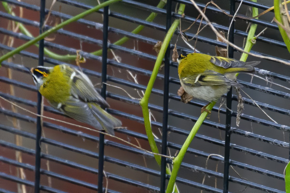 Firecrests @ Walthamstow Wetlands