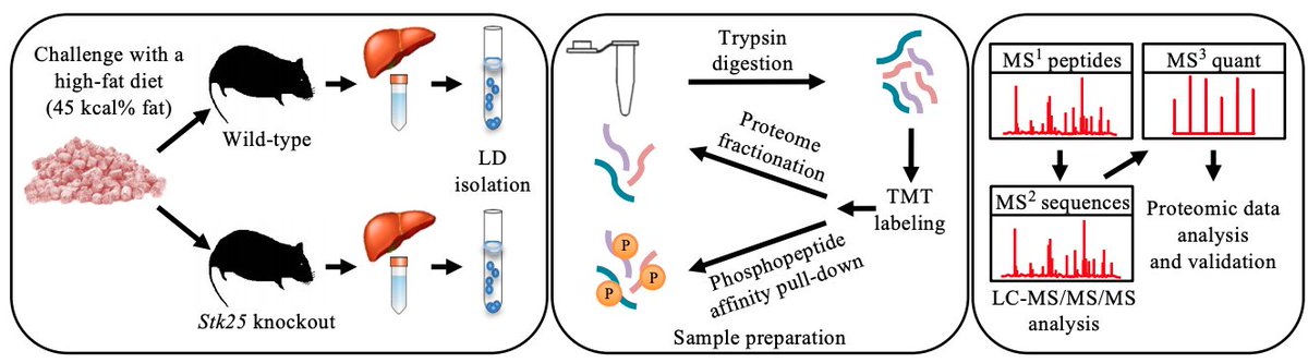 jlipidres's tweet photo. Nerstedt et al. of @LabMahlapuu show the influence of STK25 on the proteome of lipid droplets in the steatotic liver.

"STK25 Controls Liver Peroxisomal Action and Metabolic Stress"

https://t.co/8rp6N8NTkh

@HoyLipidLab @goteborgsuni @UMNews @UNSW https://t.co/5IudUR74G6