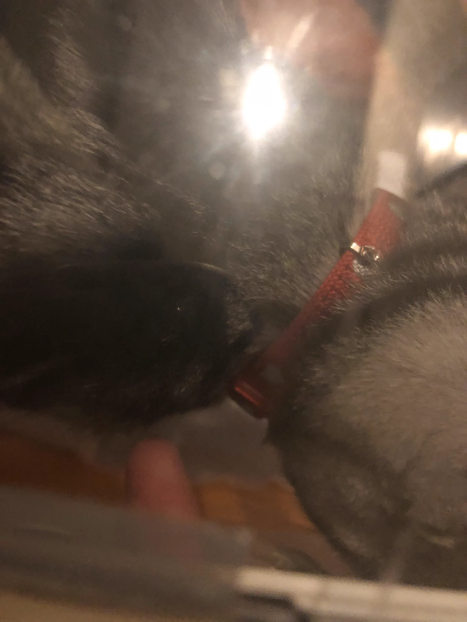 拡散希望「迷子猫預かっています。」赤い首輪をつけていて、人懐っこいです。お心辺りある方はご連絡下さい。