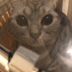 拡散希望「迷子猫預かっています。」赤い首輪をつけていて、人懐っこいです。お心辺りある方はご連絡下さい。