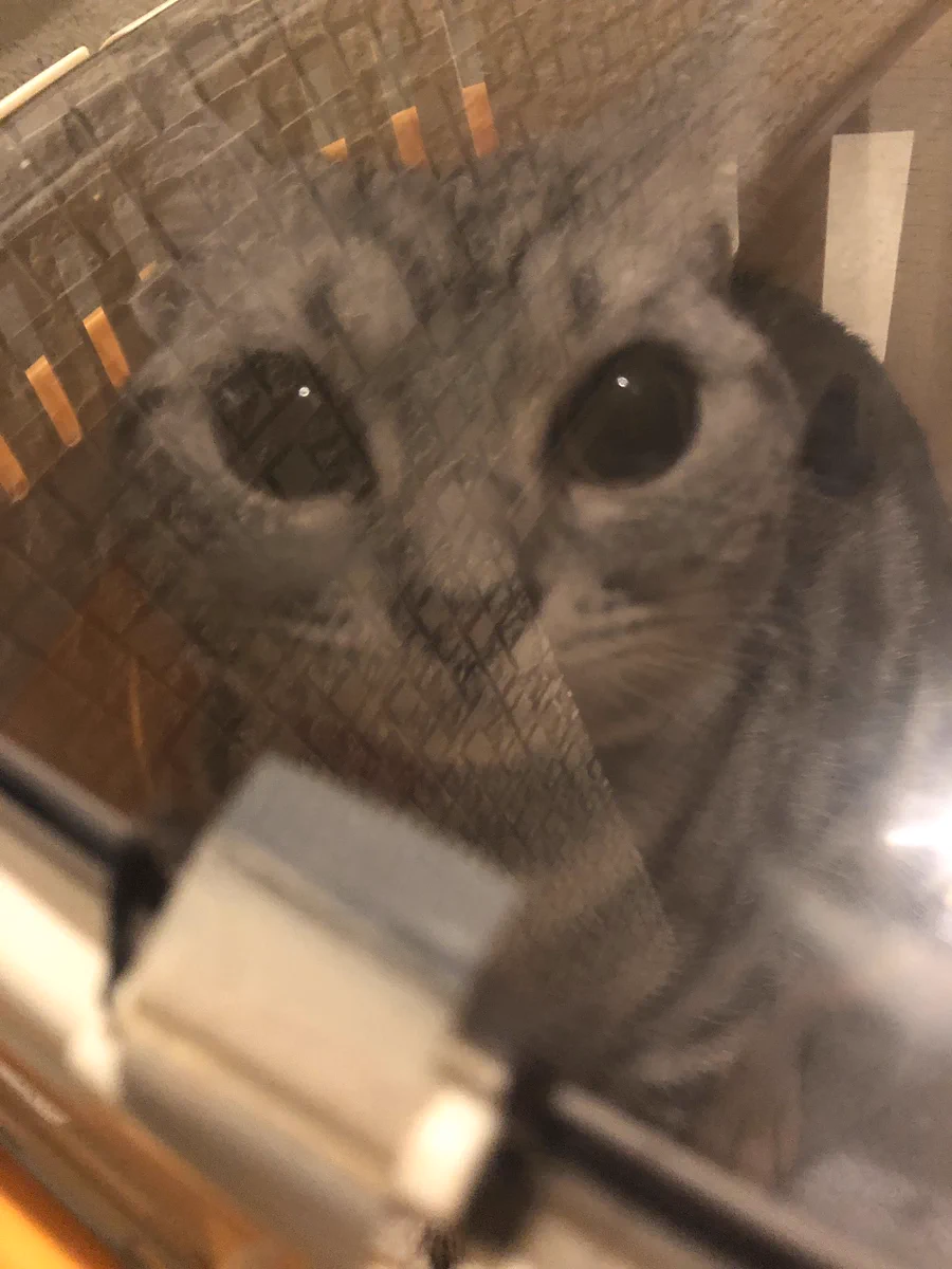 拡散希望「迷子猫預かっています。」赤い首輪をつけていて、人懐っこいです。お心辺りある方はご連絡下さい。