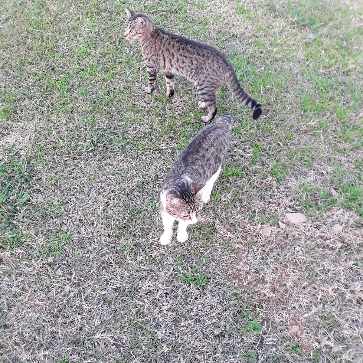 barncatlady's tweet photo. Tweety and Stubby following me around! Look at those gorgeous spots!
#barncatlady #barncats #barncatsofinstagram #barncatsrule #communitycats #tnr #spayandneuter #eartip #tabby #tabbysofinstagram #tabbycats #happycaturday #savethecats #catcolonies #colonycaretaker https://t.co/kkFv2xdGz5