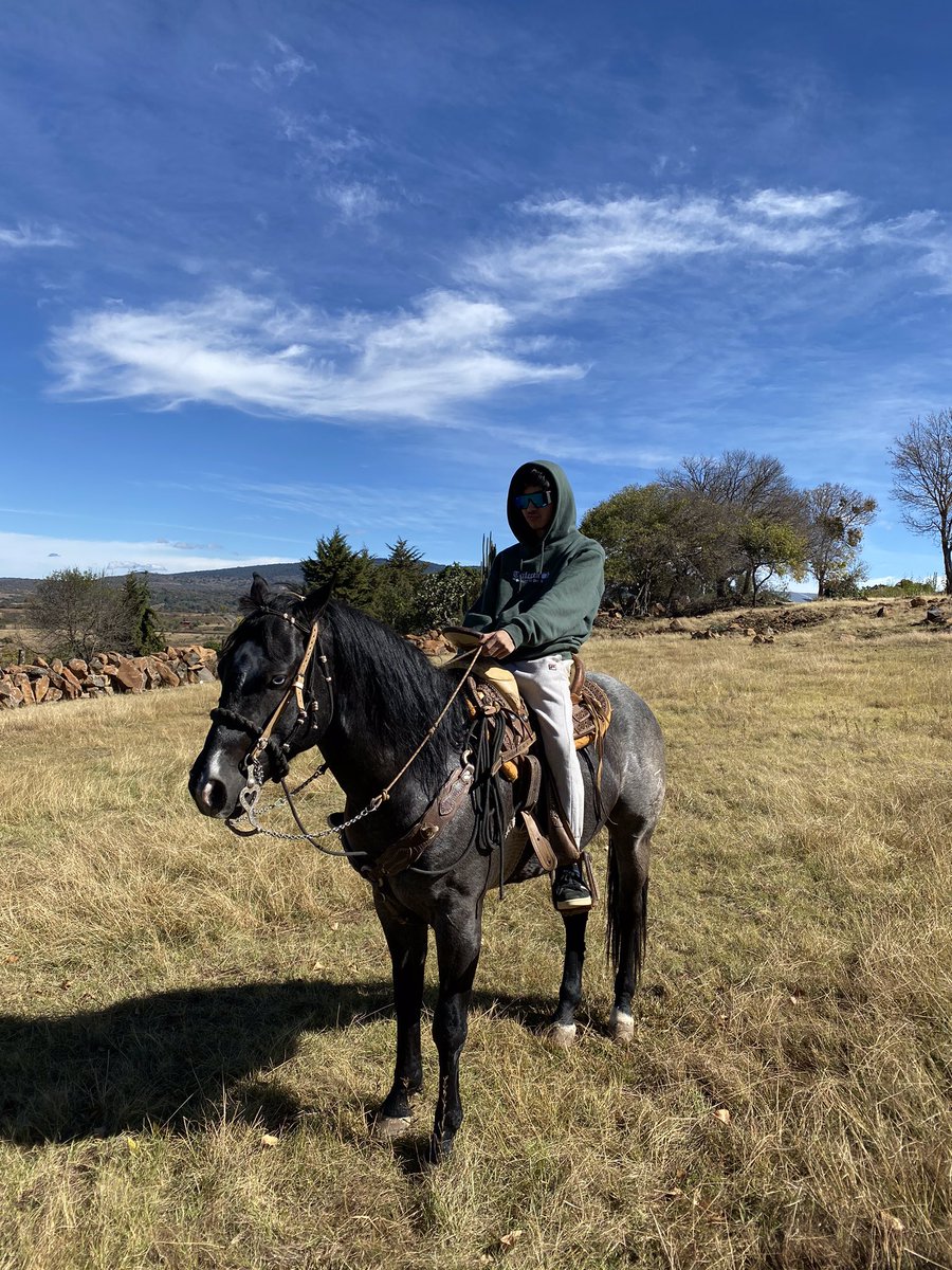ewgabe's tweet photo. ur wcw wishes she was this horse https://t.co/POWSMfeGSs