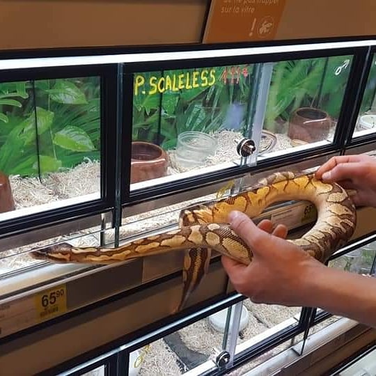PassionsByCath's tweet image. Aujourd'hui chez Tom&Co Roncq Neuville-En-Ferrain venez rencontrer et approcher les pythons et autres serpents au plus proche !
Attention ce ne sont pas des jouets. Si vous êtes intéressés, profitez des conseils avisés de John, éleveur passionné
#TomEtCo #pythonroyal #python #NAC