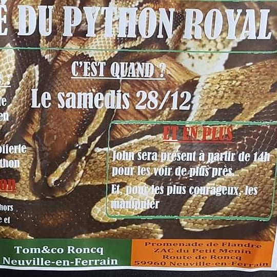 PassionsByCath's tweet image. Aujourd'hui chez Tom&Co Roncq Neuville-En-Ferrain venez rencontrer et approcher les pythons et autres serpents au plus proche !
Attention ce ne sont pas des jouets. Si vous êtes intéressés, profitez des conseils avisés de John, éleveur passionné
#TomEtCo #pythonroyal #python #NAC
